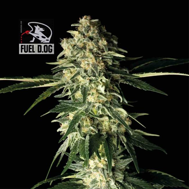 Cannabis plant with Fuel D.O.C. logo on a black background
