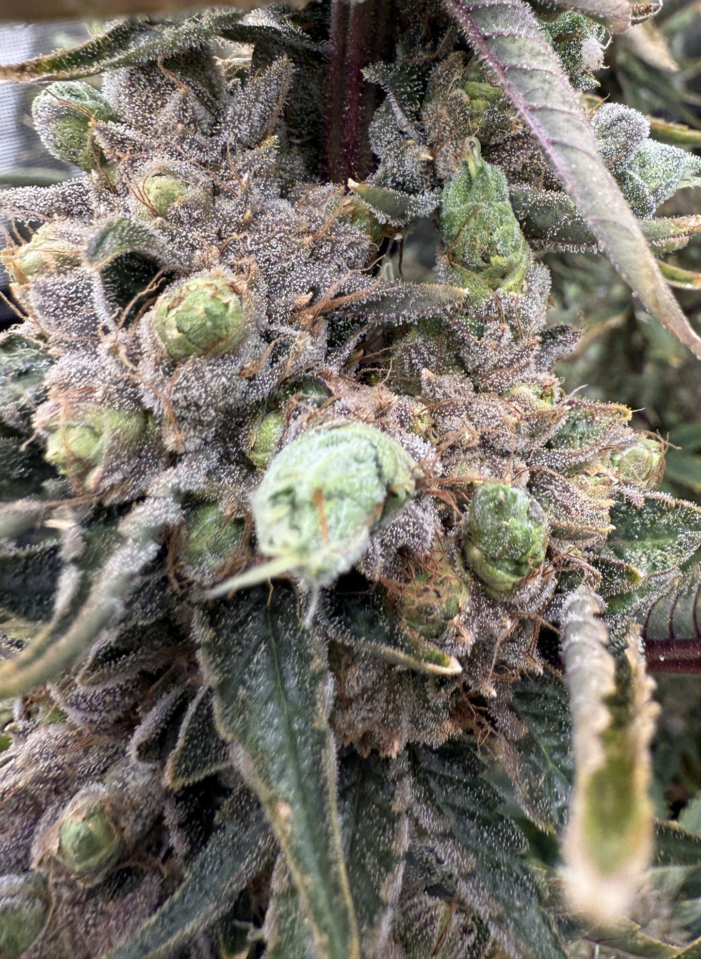 Close-up of a cannabis plant with green buds and frosty texture.