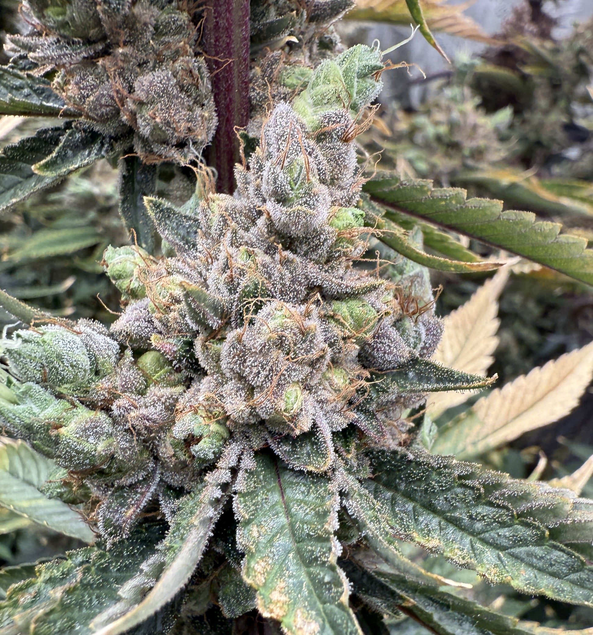 Close-up of a cannabis plant with green and purple buds.