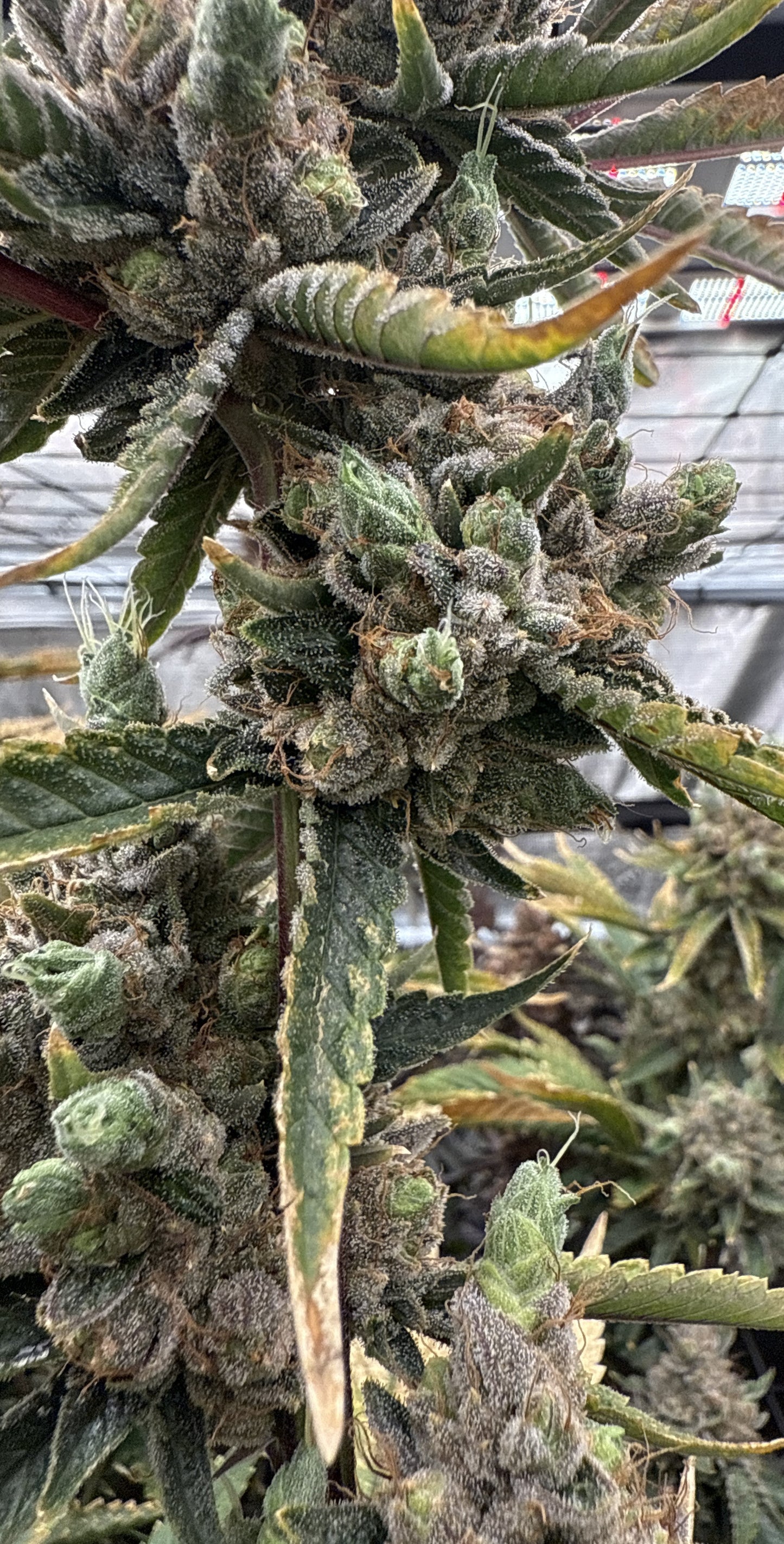 Close-up of a cannabis plant with green leaves and buds.