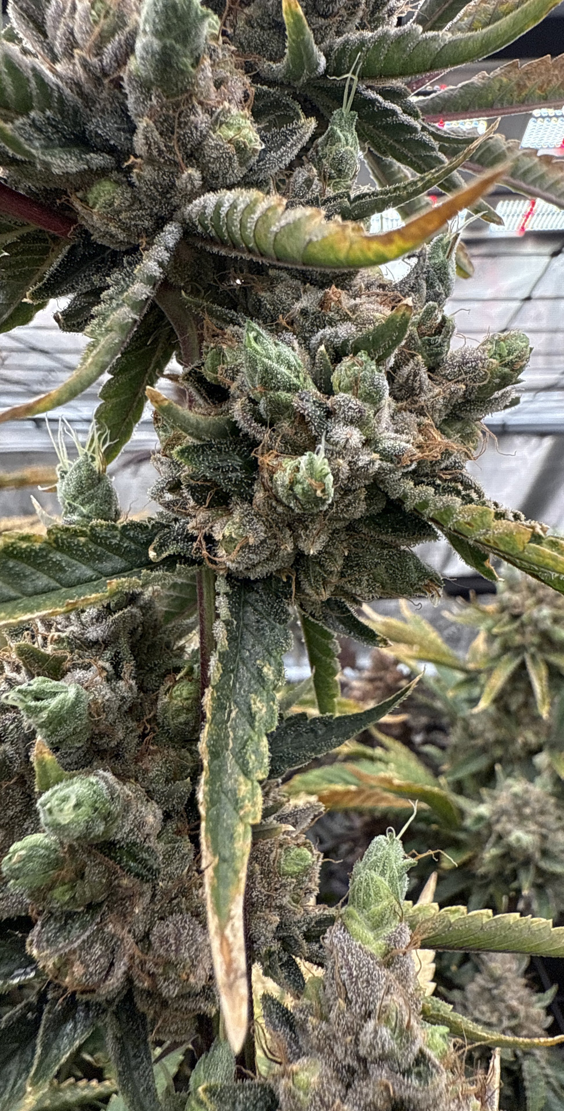 Close-up of a cannabis plant with green leaves and buds.