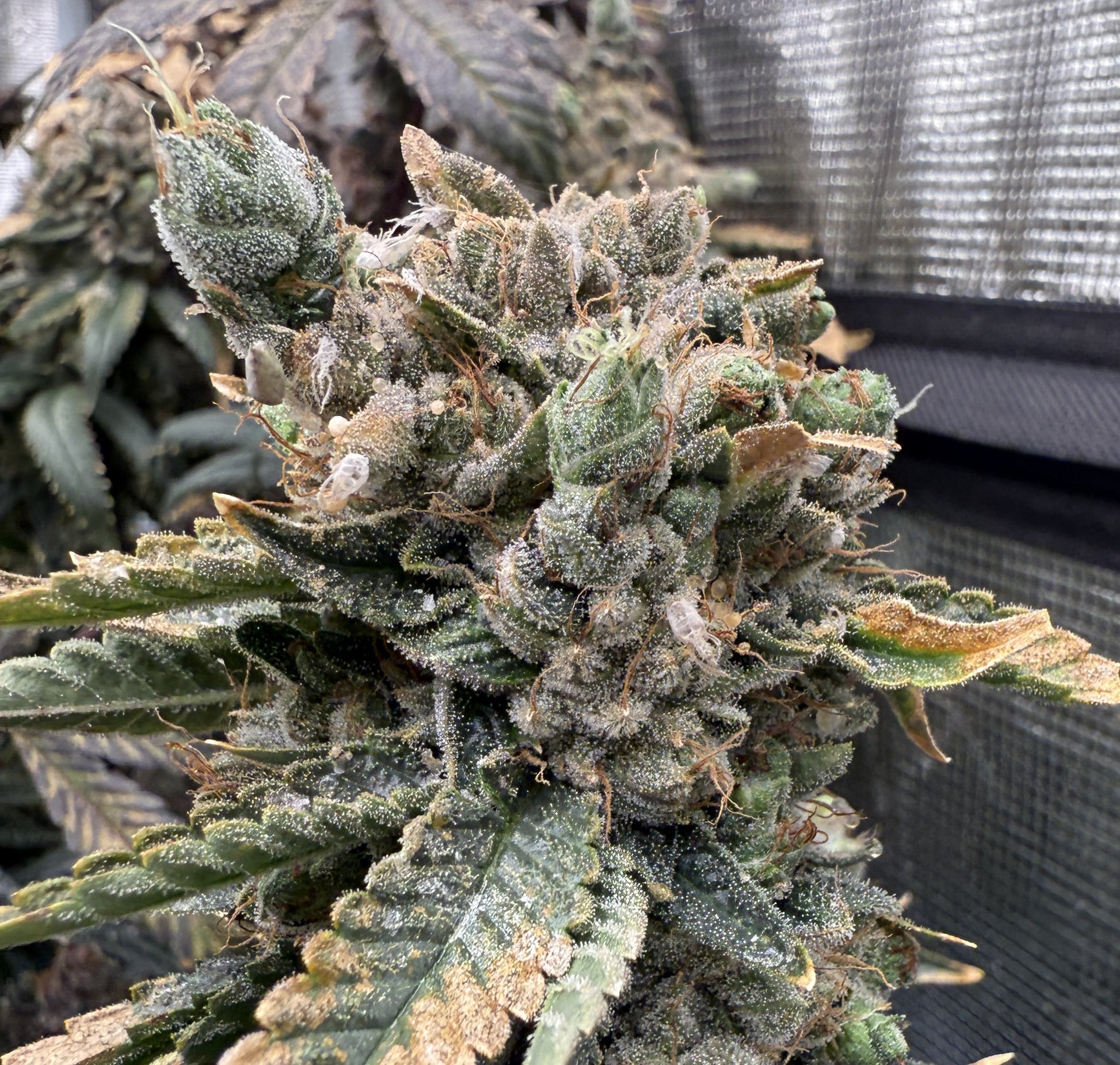Close-up of a cannabis plant with trichomes on a blurred background