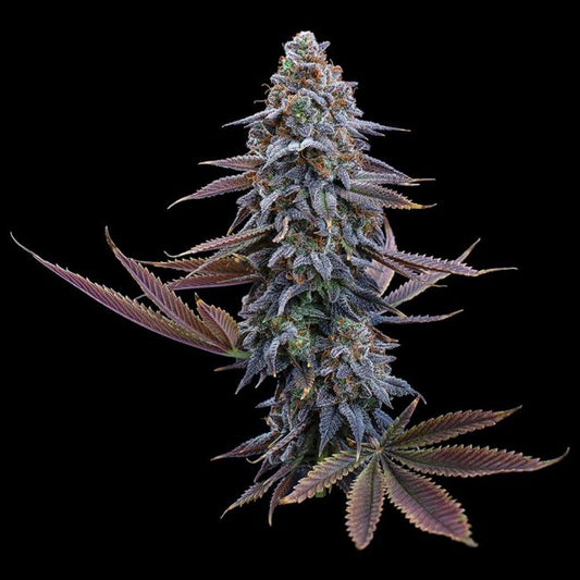 Close-up of a cannabis plant on a black background