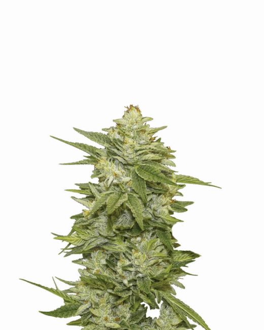 Close-up of a cannabis plant on a white background