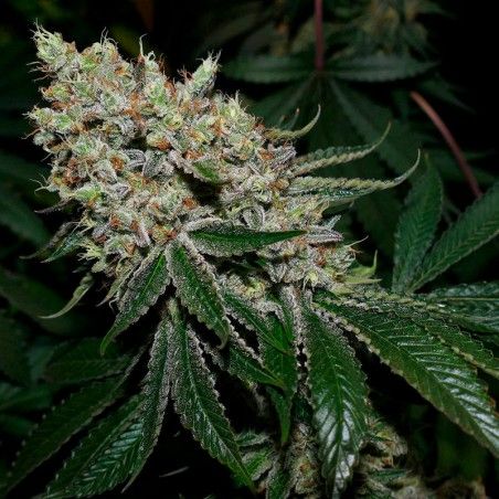 Close-up of a cannabis plant with green leaves and visible buds.