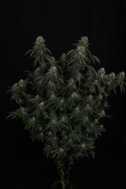 Mature cannabis plant with large buds on a black background