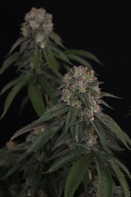Close-up of a cannabis plant with dark background