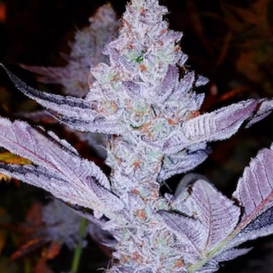 GMO Zkittlez F1 - Ethos Genetics