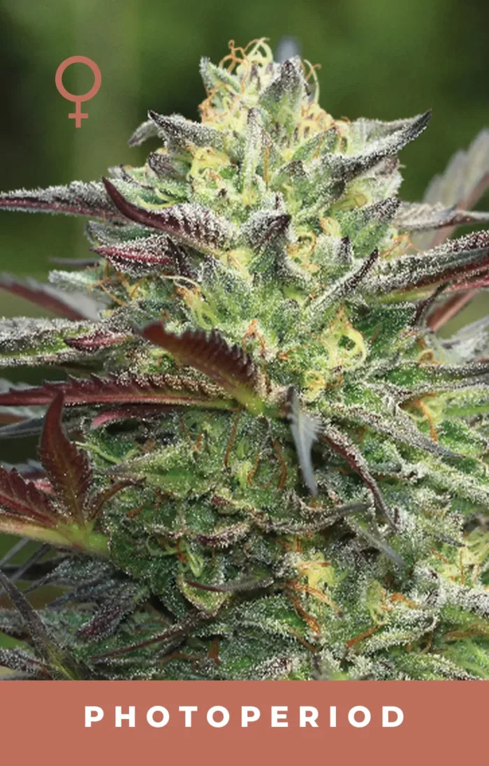 Close-up of a cannabis plant with frost on its leaves, labeled 'Photoperiod'.