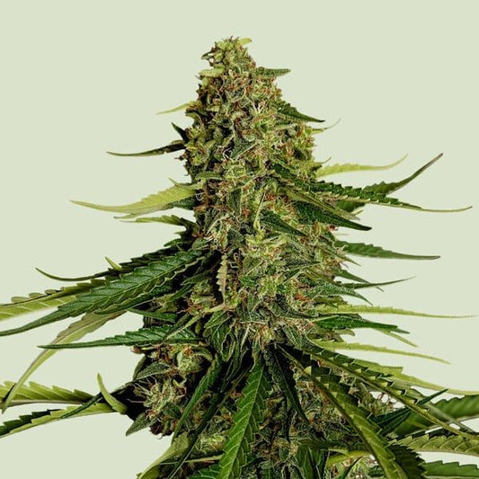 Closeup of a frosty green bud.