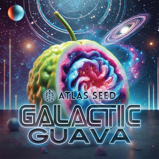 A stylized promotional graphic for Atlas Seed Galactic Guava, showing a cut-open guava with swirling blue, pink, and purple cosmic果肉 against a starry space background with planets and rings. Large text reads 'ATLAS SEED GALACTIC GUAVA'.