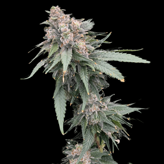 A close-up of a cannabis plant showing dense, trichome-covered buds with green leaves against a solid black background.