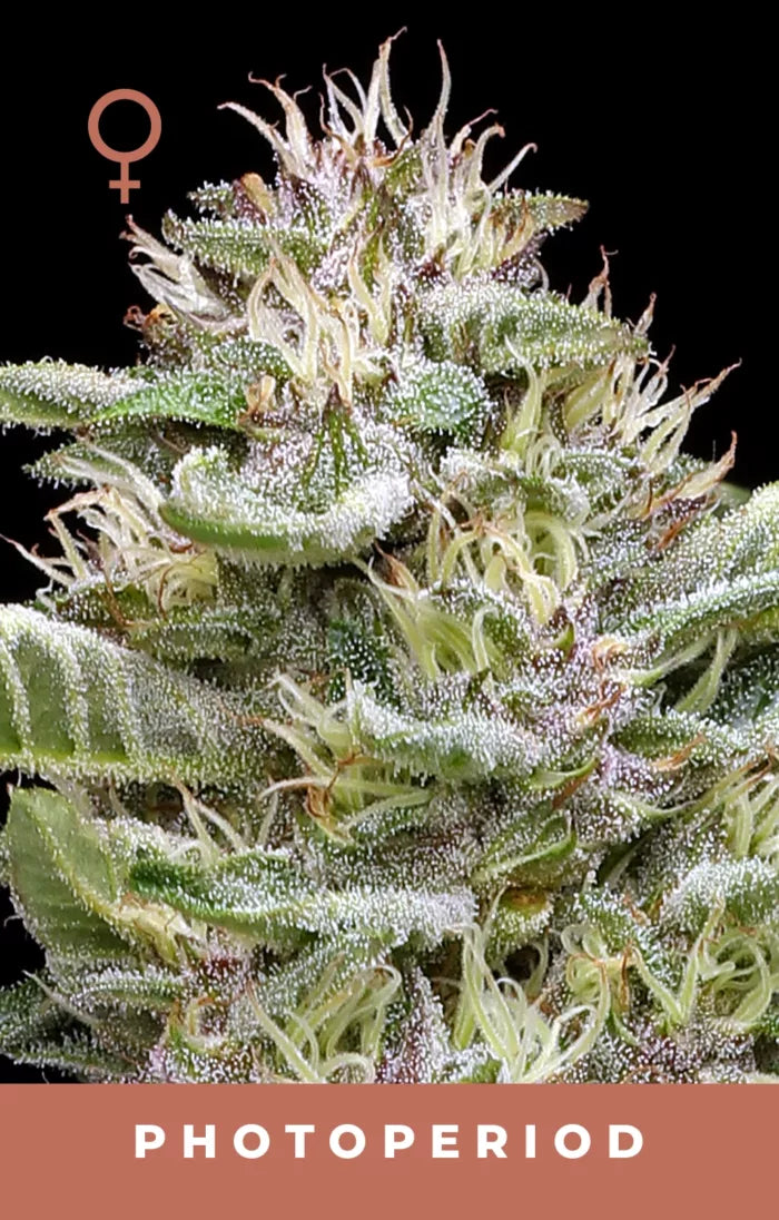 Close-up of a cannabis plant with frost on its leaves, labeled 'Photoperiod'.