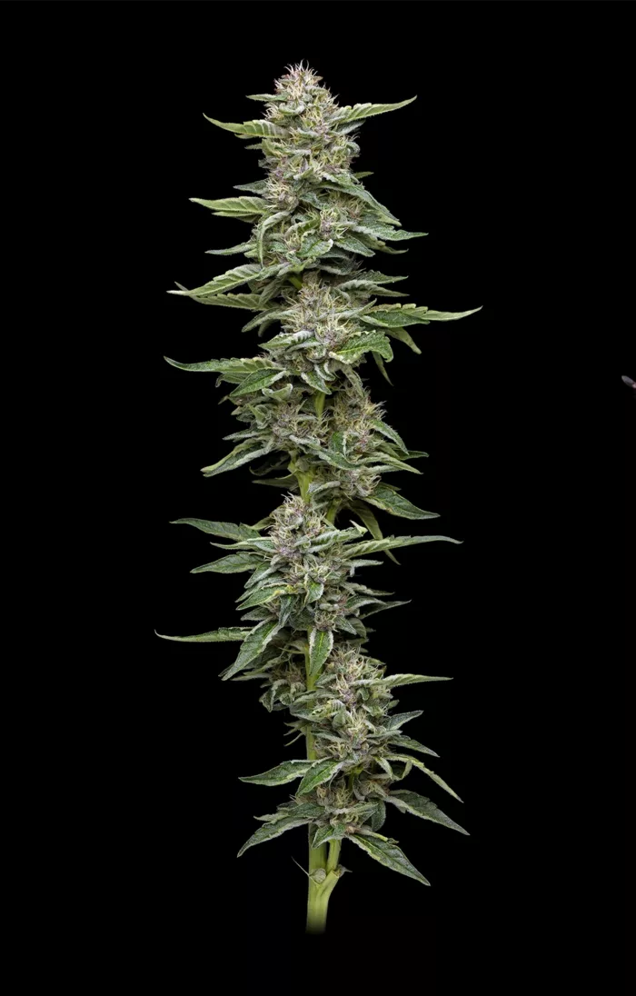 Tall cannabis plant with dense buds on a black background