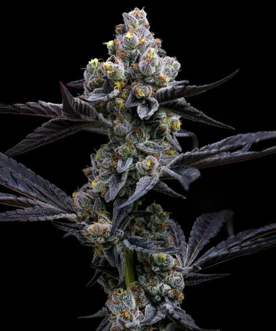 Close-up of a cannabis plant with dark background