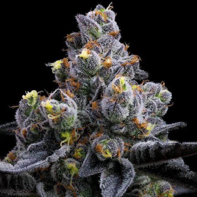 Close-up of a cannabis plant with frost on its buds against a black background