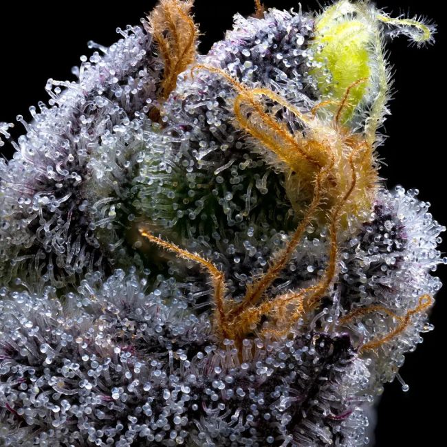 Close-up of a cannabis plant bud with detailed texture and color.