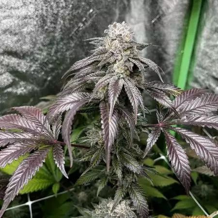 Close-up of a cannabis plant with purple leaves against a textured wall.