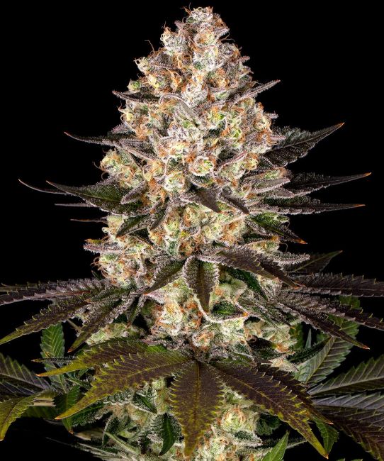Close-up of a cannabis plant with dark background