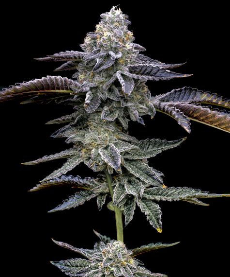 Close-up of a cannabis plant with a black background