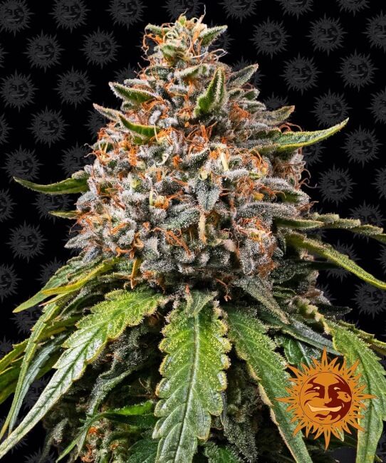 Close-up of a cannabis plant with a black background and a logo in the corner.