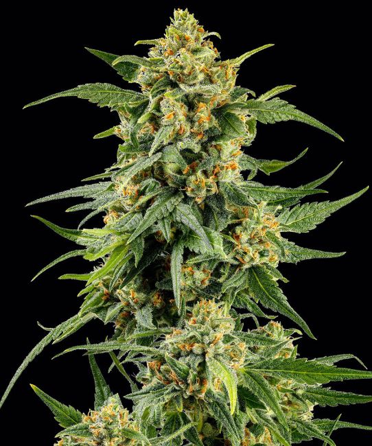 A close-up of a cannabis plant bud with green leaves and orange-yellow trichomes against a solid black background.