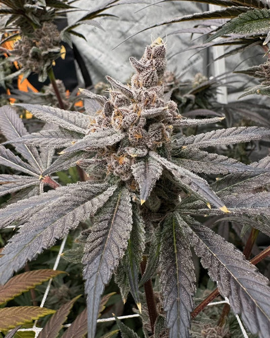 Closeup of a frosty green bud.