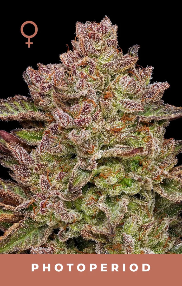 Close-up of a cannabis plant with 'PHOTOPERIOD' text and female symbol on a black background