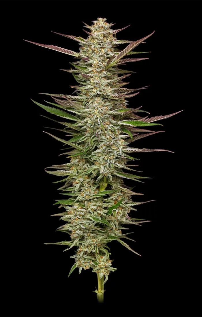 Close-up of a cannabis plant on a black background