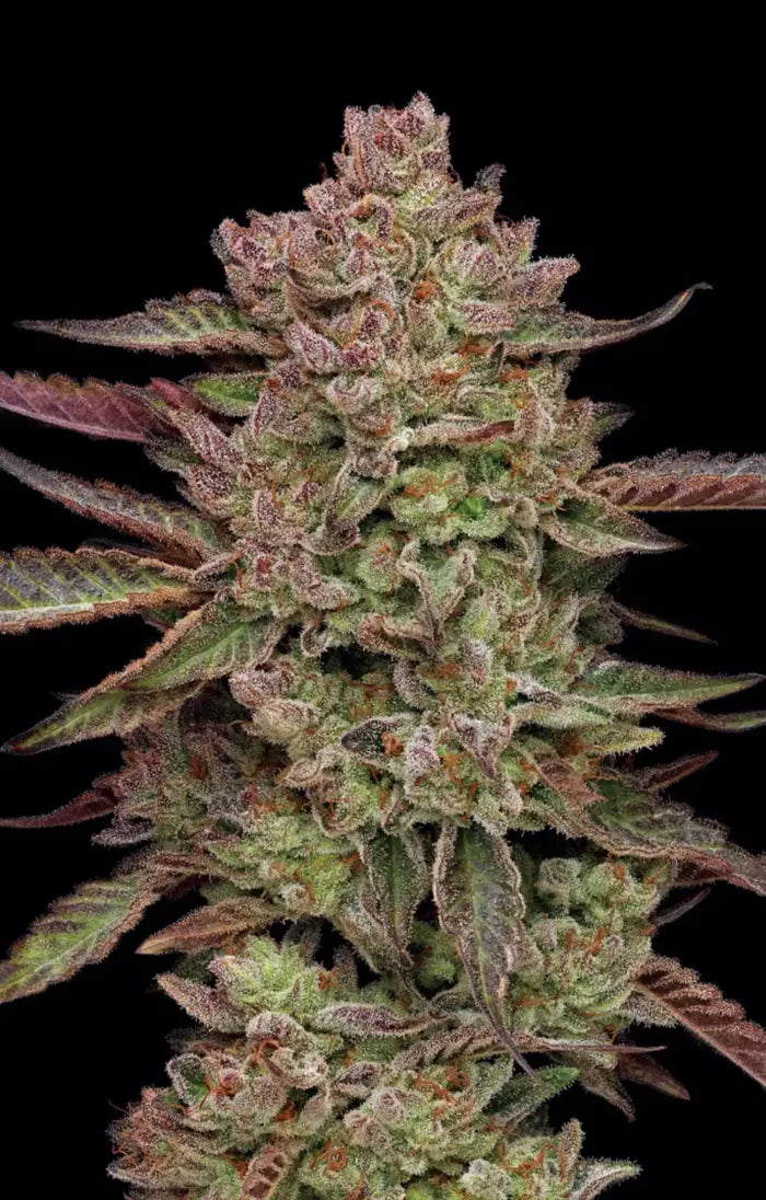 Close-up of a cannabis plant with dark background