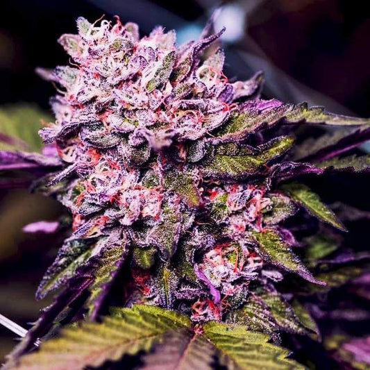 Close-up of a cannabis plant with purple and green colors.