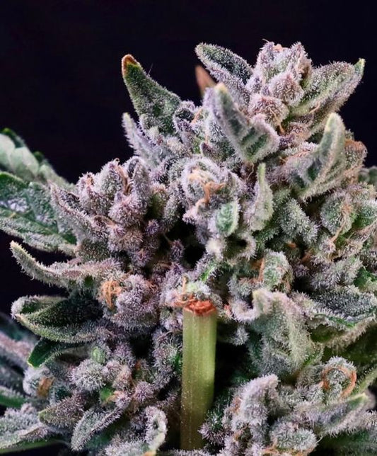 Close-up of a cannabis plant bud with a black background