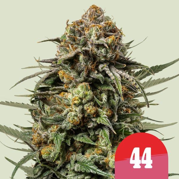 Close-up of a cannabis bud with a red circle and number 44 on a light green background
