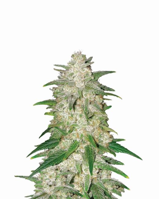 Close-up of a cannabis plant with green leaves and white buds on a white background