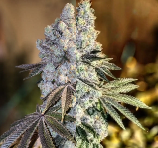Gen 1 Duet Mix Pack Fast - Ethos Genetics