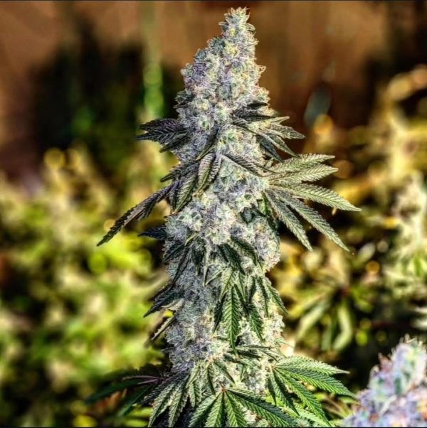 Gen 1 Duet Mix Pack Fast - Ethos Genetics