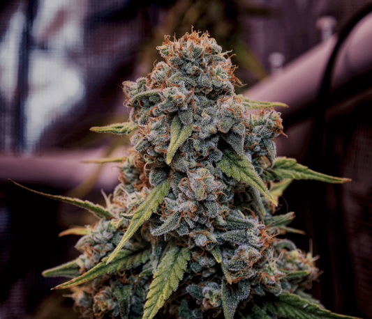 Close-up of a cannabis plant with a blurred background
