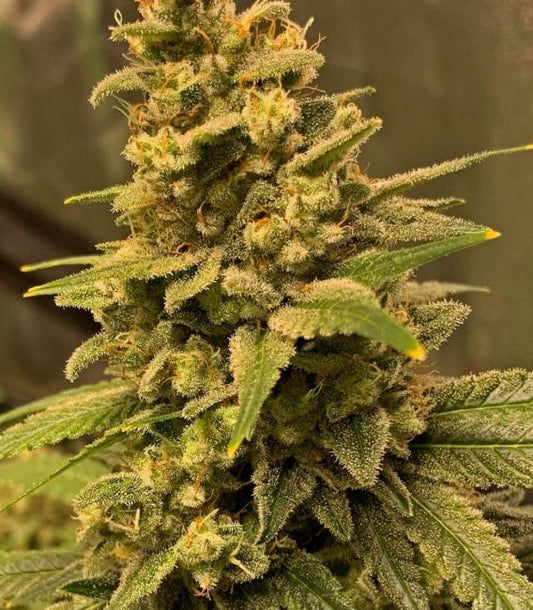 Close-up of a cannabis plant with green leaves and buds.