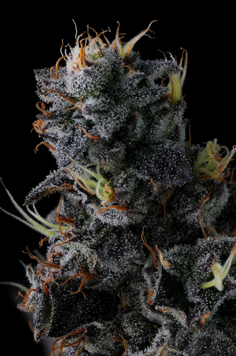 Close-up of a cannabis plant with frost on a black background