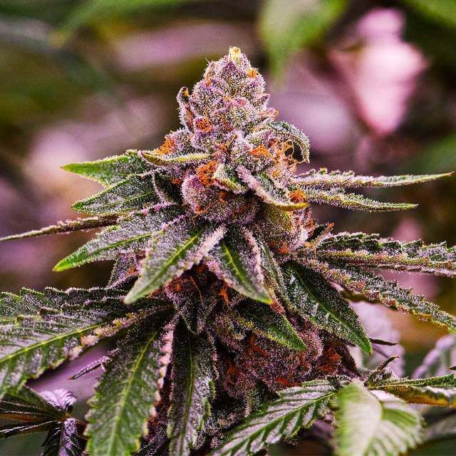 Close-up of a cannabis plant with a blurred background