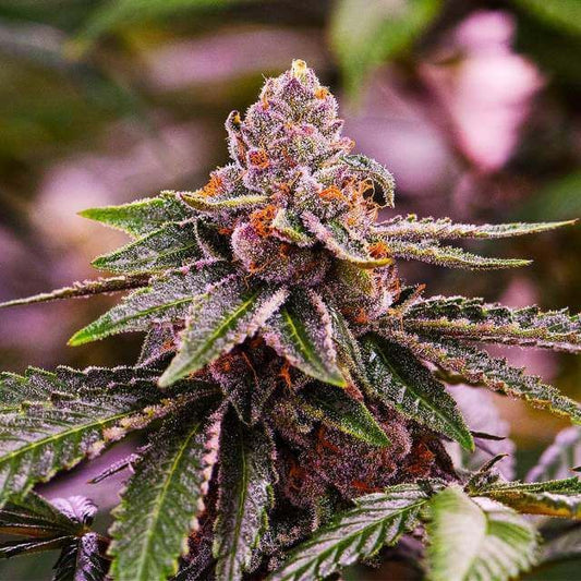 Close-up of a cannabis plant with a blurred background