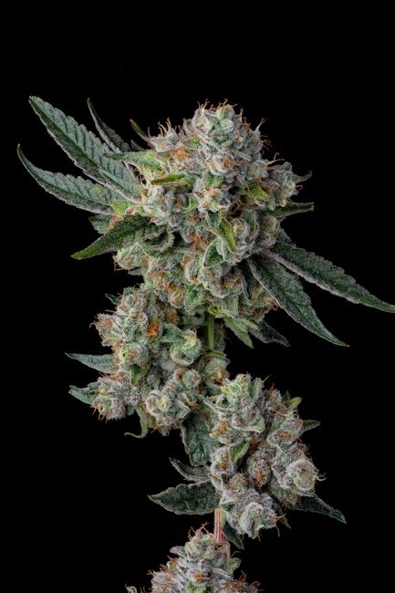 A close-up of a cannabis flower bud with green leaves covered in white trichome crystals, set against a solid black background.