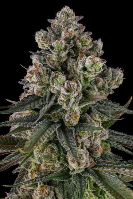 A close-up of a heavily trichome-covered cannabis bud with green leaves and small orange pistils against a solid black background.