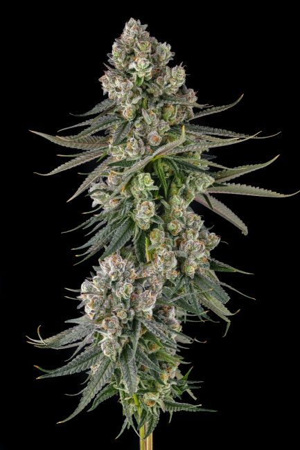 A close-up of a cannabis flower bud with green leaves covered in white trichome crystals, set against a solid black background.
