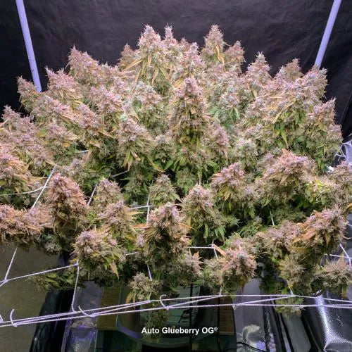 Large cannabis plant with dense buds in a grow tent, labeled 'Auto Glueberry OG'.