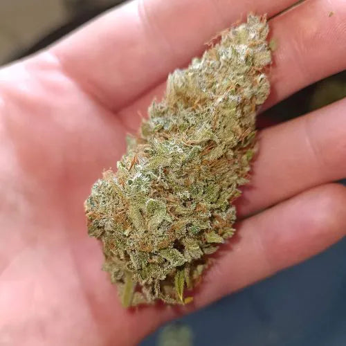 Hand holding a large cannabis bud with a blurred background