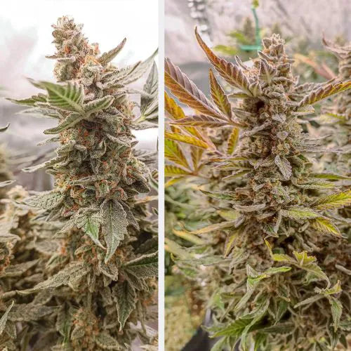 Two images of cannabis plants with dense trichomes and green leaves.