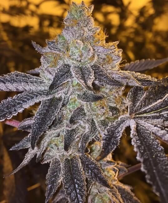 Gopher Glue Fast - Atlas Seed