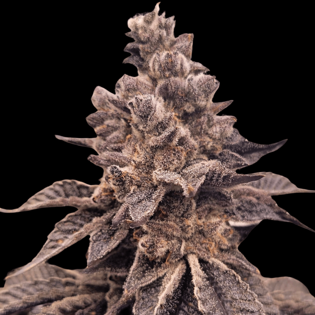 Gorilla Apple Candy - Atlas Seed