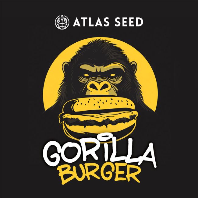 Gorilla Burger - Atlas Seed